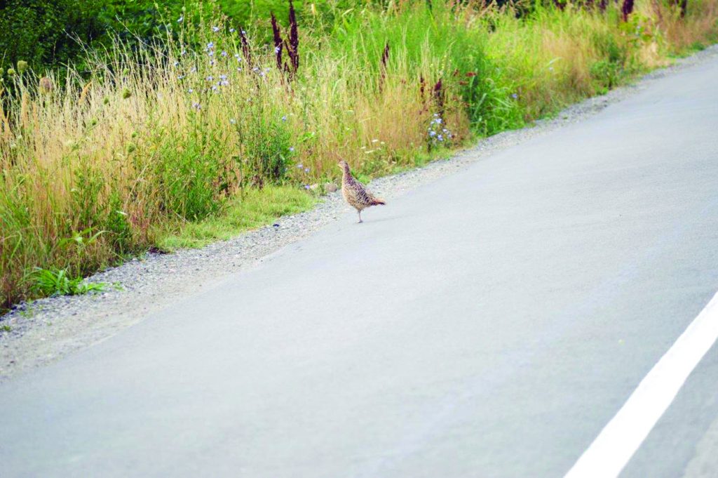 Pušteni fazani često izlaze na puteve gde stradaju od vozila ili nesavesnih ljudi